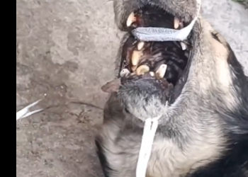 C0306002_Rescuing a Stray Dog a Bone Stuck in Its Mouth (Part 2)