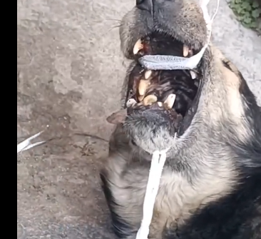 C0306002_Rescuing a Stray Dog a Bone Stuck in Its Mouth (Part 2)