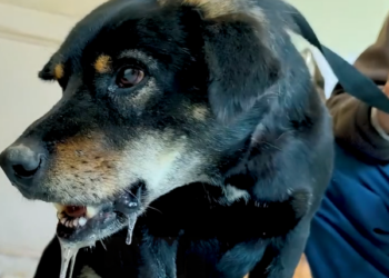 C0306001_Rescuers save a stray dog has a bone lodged in its mouth (Part 2)