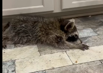 R2305005_I saw a cute raccoon on the road… then I saw something I’ll never forget… (Part 2)