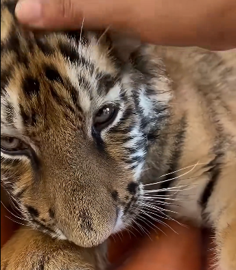 S0106002_A man found an aggressive tiger cub that had gotten lost, and then (Part 2)