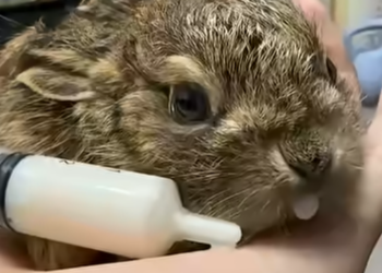 R2105004_I found a wild baby rabbit. My parents said I couldn’t save it, but I didn’t believe them… (Part 2)