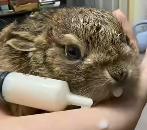 R2105004_I found a wild baby rabbit. My parents said I couldn’t save it, but I didn’t believe them… (Part 2)