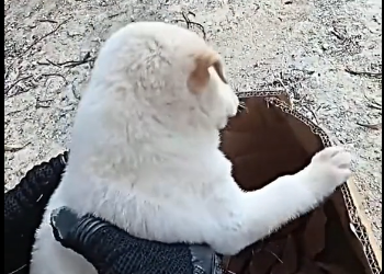 U0206008_Rescue a puppy on the road and then…….. (Part 2)