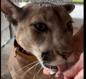 U0206012_What do you think about taking care of a large carnivore in the house (Part 2)