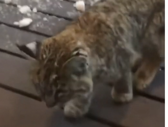 H0505003_This bobcat needed help 🥹❤️ (Part 2)