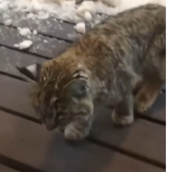 H0505003_This bobcat needed help 🥹❤️ (Part 2)