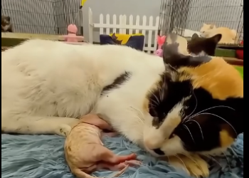 R2705004_Miracle Kitten Brought Back From The Brink  (Part 2)