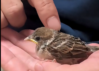 R2705005_This Sparrow’s Life Was Changed Forever  (Part 2)