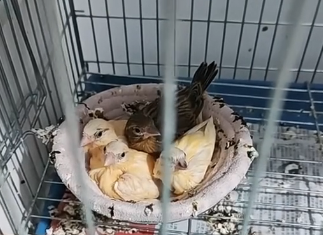 R2705006_The Weirdest Bird I Ever Rescued! (Part 2)