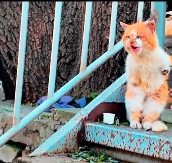 U0406010_Stray cat lost hands in accident, survived with difficulty in wild, but cried when volunteers came (Part 2)