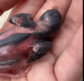 R0106001_Rescuing a Fallen Baby Sparrow (Part 2)