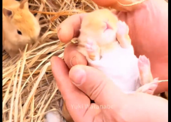 C3005002_How productive are rabbits？ (Part 2)