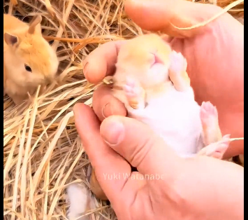 C3005002_How productive are rabbits？ (Part 2)