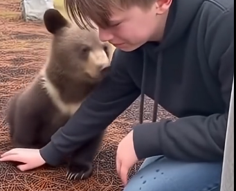 G1605004_Bear cub needed to save his mother (FULL)