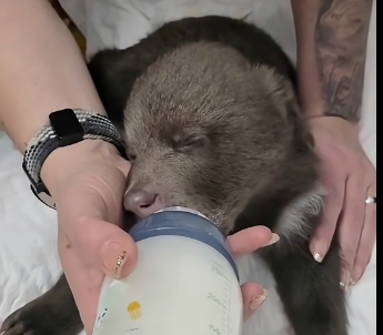 L0806003_The little bear has been released back into the wild, and I miss it so much (Part 2)