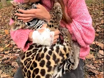 L0806004_Chased by a lion, the leopard brought its baby to me, asking for help (Part 2)