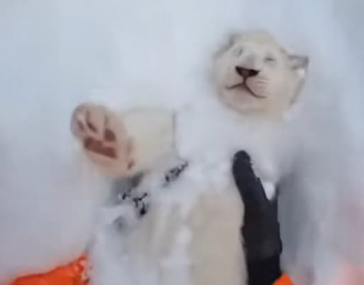 F2004001 Take $1,000… or save this injured animal? (FULL)