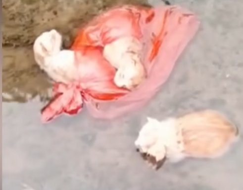 U2205009_Four kittens, left in the river due to illness, emitted faint cries for help, but went unnoticed (Part 2)