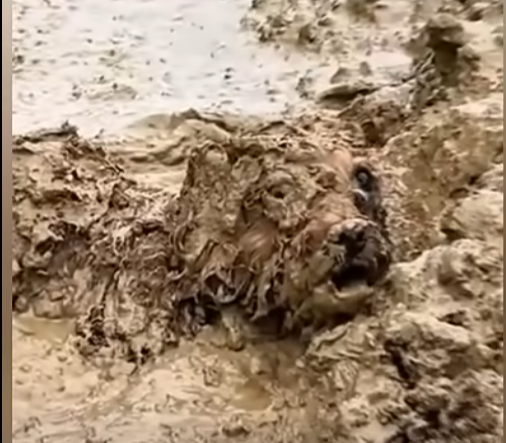 U0404007 There is a dog lying in the mud unable to move (Part 2)
