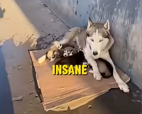 E2205004_She Dumped Water on a Husky Mom and Puppies 💔🐾  (Part 2)