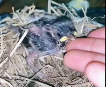 U0806008_Rescue a baby bird (Part 2)