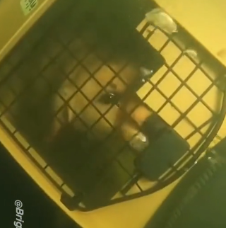 E0605003_🚨POV_ Dog Rescue Gone Wrong… I almost didn’t make it out  (Part 2)