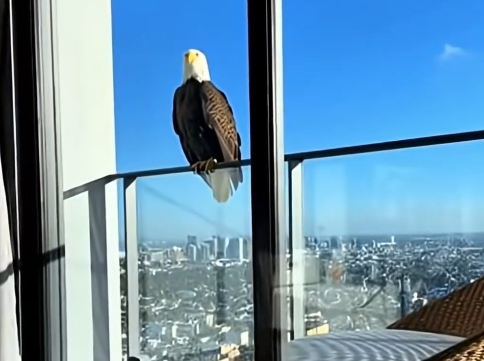 E1205001_💪❤️His home was gone, so this brave father bird decided to move onto my balcony instead! 🐦🏠💔🪶🏢 (Part 2)