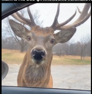L1006002_The Deer Who Chose The Man As His Dad (Part 2)
