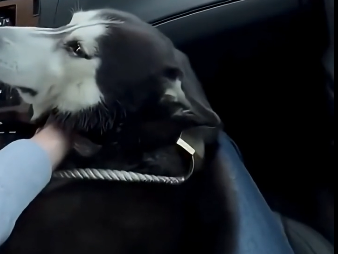 E2205006_She Tied Her Husky’s Legs and Left Him Outside… – Emergency Rescue (Part 2)