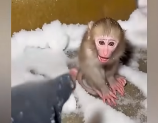 E2405002_She Left a Baby Monkey in the Snow… – Emergency Rescue (Part 2)