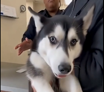 E3031006 She Tied Her Husky’s Legs and Left Him Outside… – Emergency Rescue 🚑 (Part 2)