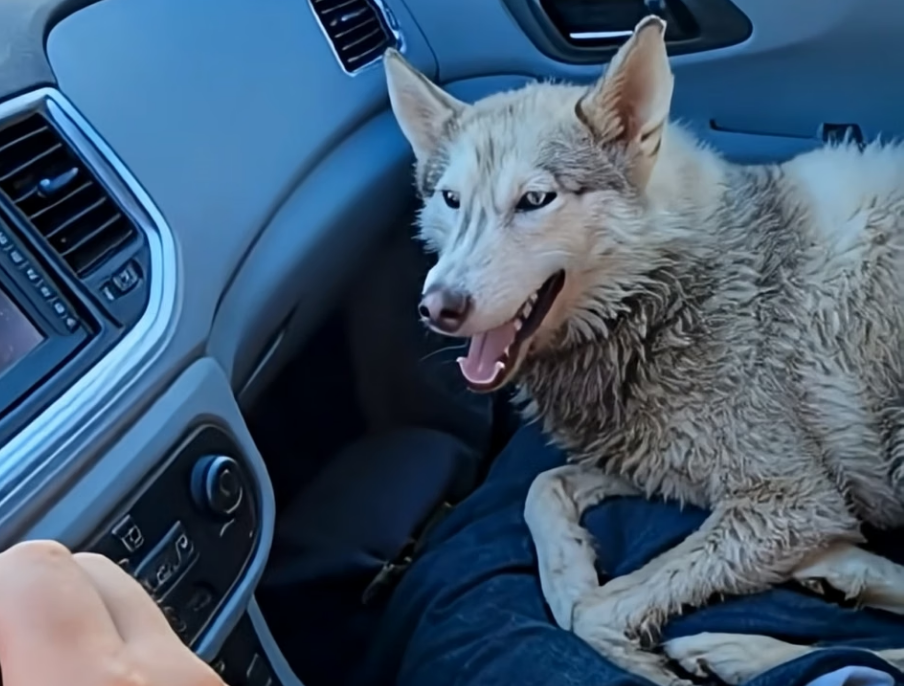 E2205001_She Tried to Bury Her Husky in the Backyard… Emergency Rescue🚨 (Part 2)