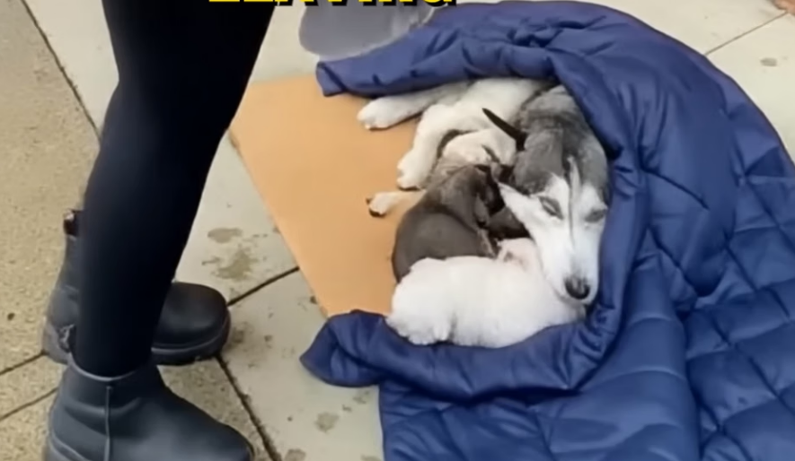 E1904002_She Stole a Blanket Off Freezing Husky Puppies… 💔🐾 (Part 2)