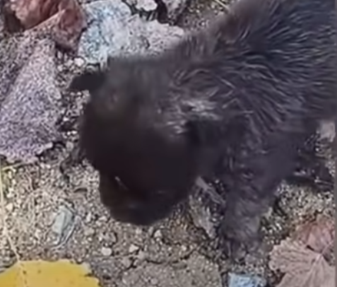 U0404001 This heartbreaking rescue shows a helpless animal fighting to survive before being saved just in time. (Part 2)