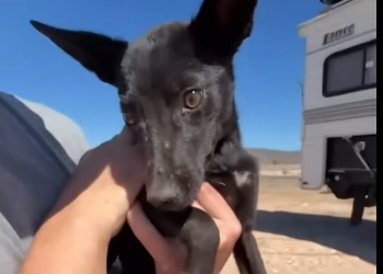L3105010_When a dog puts its trust in you (Part 2)