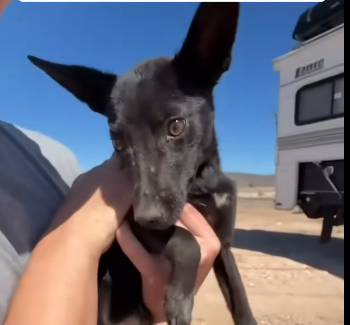 L3105010_When a dog puts its trust in you (Part 2)