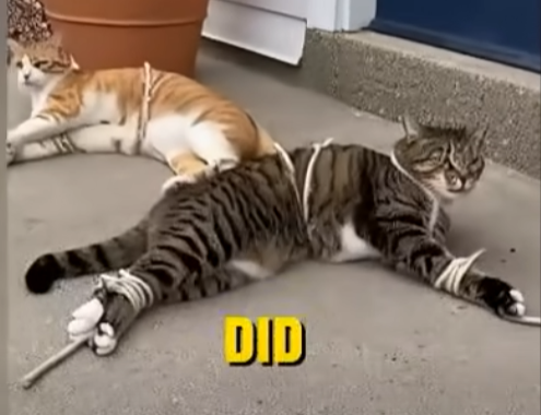 E0804002 She Tied Two Cats’ Legs So They Couldn’t Walk… – Emergency Rescue 🚨 (Part 2)