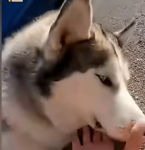 E2405004_She Scared Her Husky Into Traffic  (Part 2)