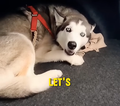E2205010_She Stole a Homeless Veteran’s Husky… �� (Part 2)