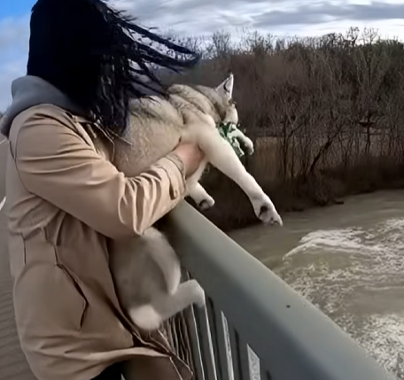 E3031003 She Tried to Throw Her Husky Into the River… –Emergency Rescue (FULL)