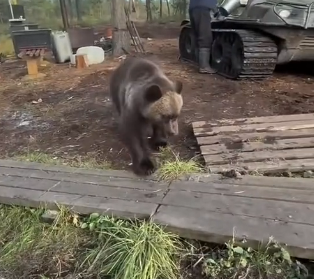 L1206004_I saved a poor little bear from a pack of wolves… did I do the right thing? (Part 2)