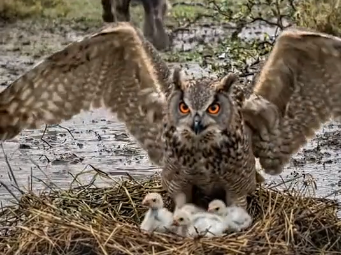U1006010_How Owl Saved The Guineafowl From Hyneus (Part 2)