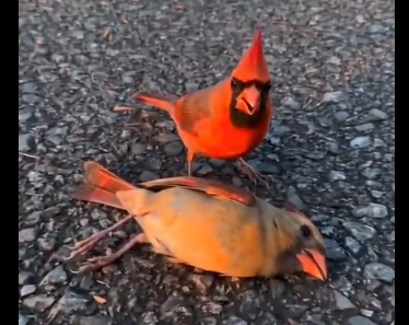 W1006005_They say cardinals carry love that never dies. (Part 2)