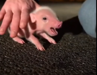 W1006008_I saved this piglet from a terrible accident and.. (Part 2)