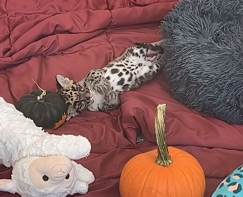 L1206007_The clouded leopard I rescued is like a giant cat in my eyes  (Part 2)
