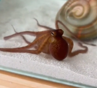 L1406003_He Found a Tiny Octopus Hiding in a Plastic Cup! (Part 2)