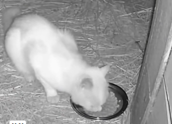 L1406004_The Cat Was So Hungry She Stole Milk! (Part 2)