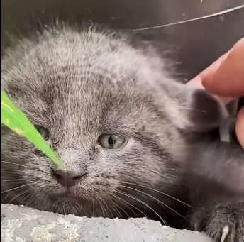 U1206004_I adopted a little grey kitten (Part 2)