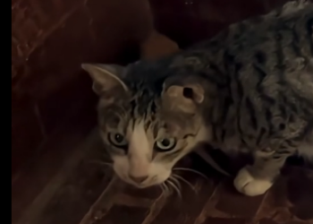 U3105011_She entrusted her kittens to me, then turned and walked into the darkness…  (Part 2)